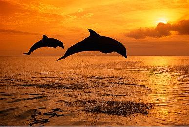 《机动战士高达：激战任务2》加入首个五星高达